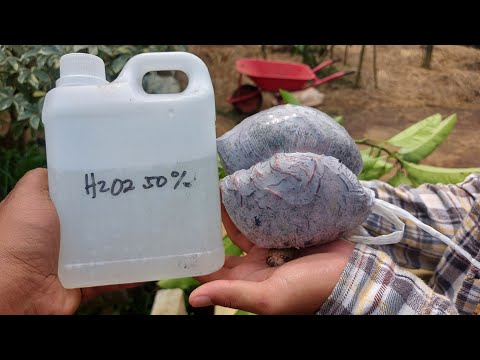 Video: Mengapa h2o bukan h2o2?