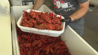 US Rep. Clay Higgins looks to protect La. crawfish farmers, shrimpers with tariff request
