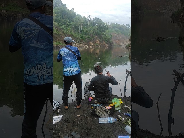 Tarik Mang Jangan Di Kasi Kendor !! #shortvideo #fishing #nilababon class=