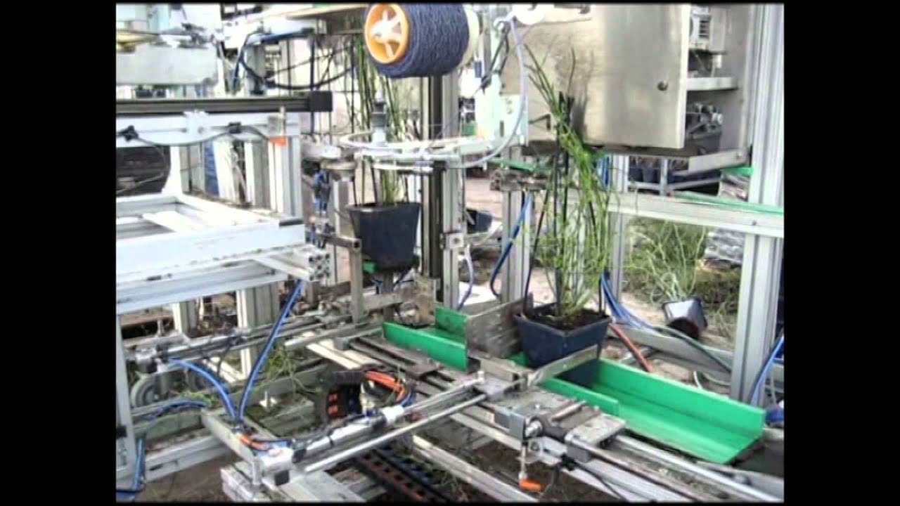 Pflanzen Bindesystem