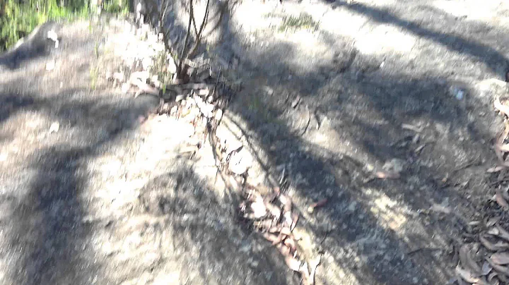 The Riley forest