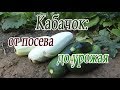 Кабачок: от посева до урожая