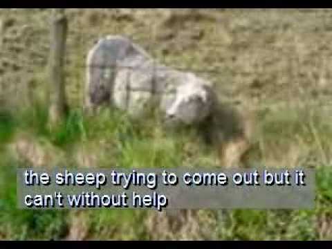 sheep stuck in fence in the netherlands - YouTube