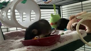 Rats eat salad