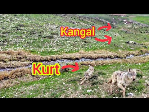 DEV KURT SÜRÜYE SALDIRMAYA GELDİ ~KANGALLAR KURDU GELDİĞİNE PİŞMAN ETTİ~TR'DE İLK KEZ ÇEKİLDİ