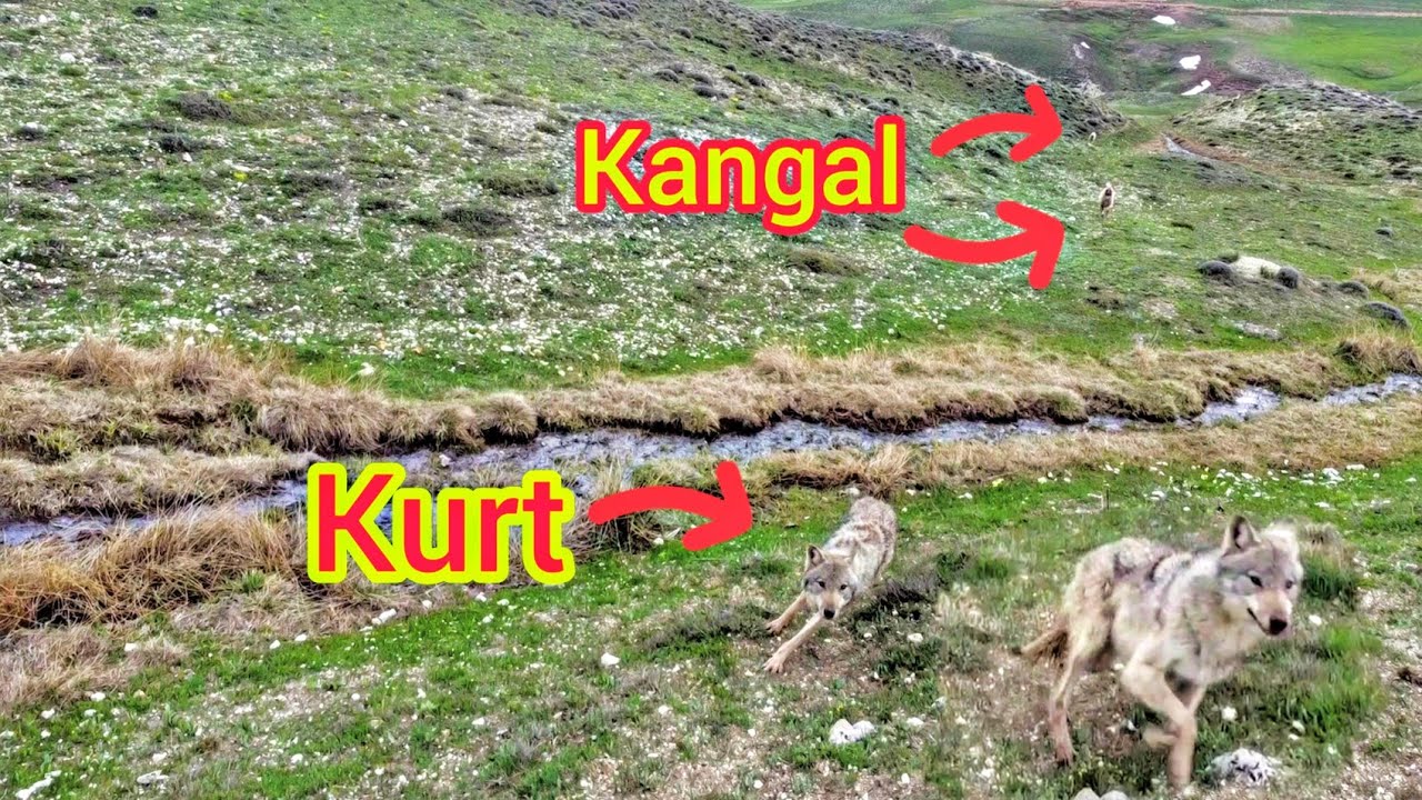 DEV KURT SÜRÜYE SALDIRMAYA GELDİ ~KANGALLAR KURDU GELDİĞİNE PİŞMAN ETTİ~TR'DE İLK KEZ ÇEKİLDİ