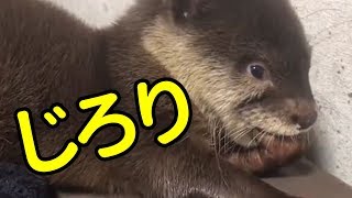 いじけるカワウソの赤ちゃん【しゃもじ君】Baby of an otter growing timid