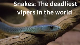 Snakes: The deadliest vipers in the world by Arthur and the Animal Kingdom 1,247 views 4 months ago 6 minutes, 54 seconds