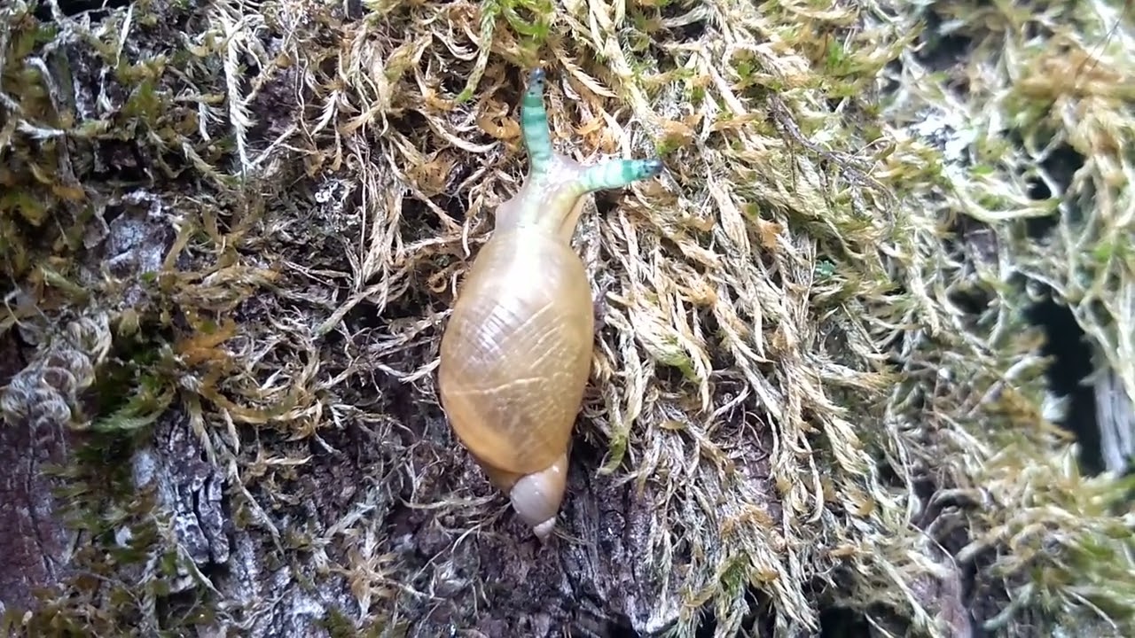 Leucochloridium paradoxum, een parasitaire platworm in Gewone barnsteenslak