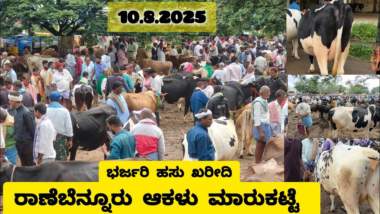 ರಾಣೆಬೆನ್ನೂರು ಆಕಳು ಪೇಟೆ / ಜರ್ಸಿ ಹಸುಗಳ ಖರೀದಿ ಜೋರು / Ranebennur Haveri Sunday cattle market 10.8.2025