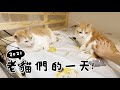 【黃阿瑪的後宮生活】2021老貓們的一天！