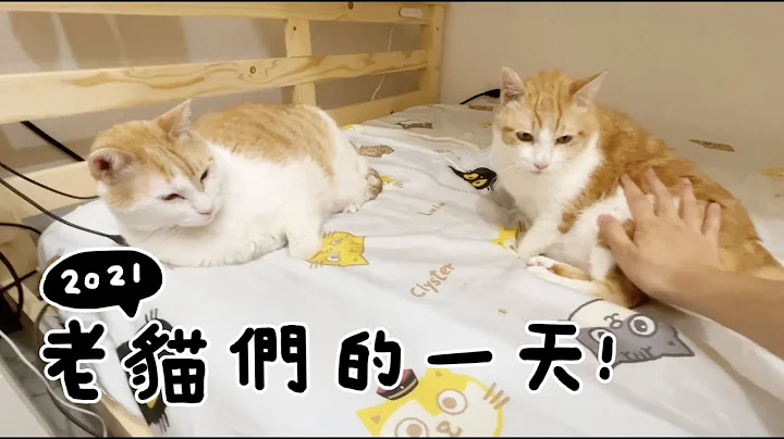 【黄阿玛的后宫生活】2021老猫们的一天！ - 天天要闻