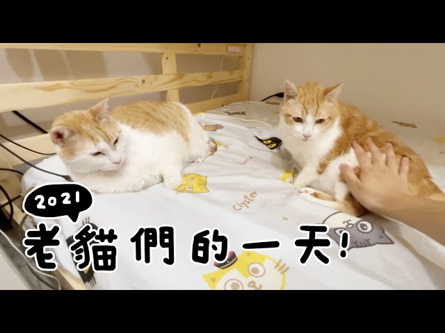【黃阿瑪的後宮生活】2021老貓們的一天！