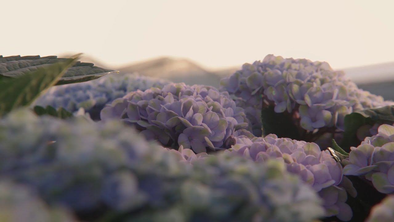 Magical Hydrangea - Nature’s biggest gift