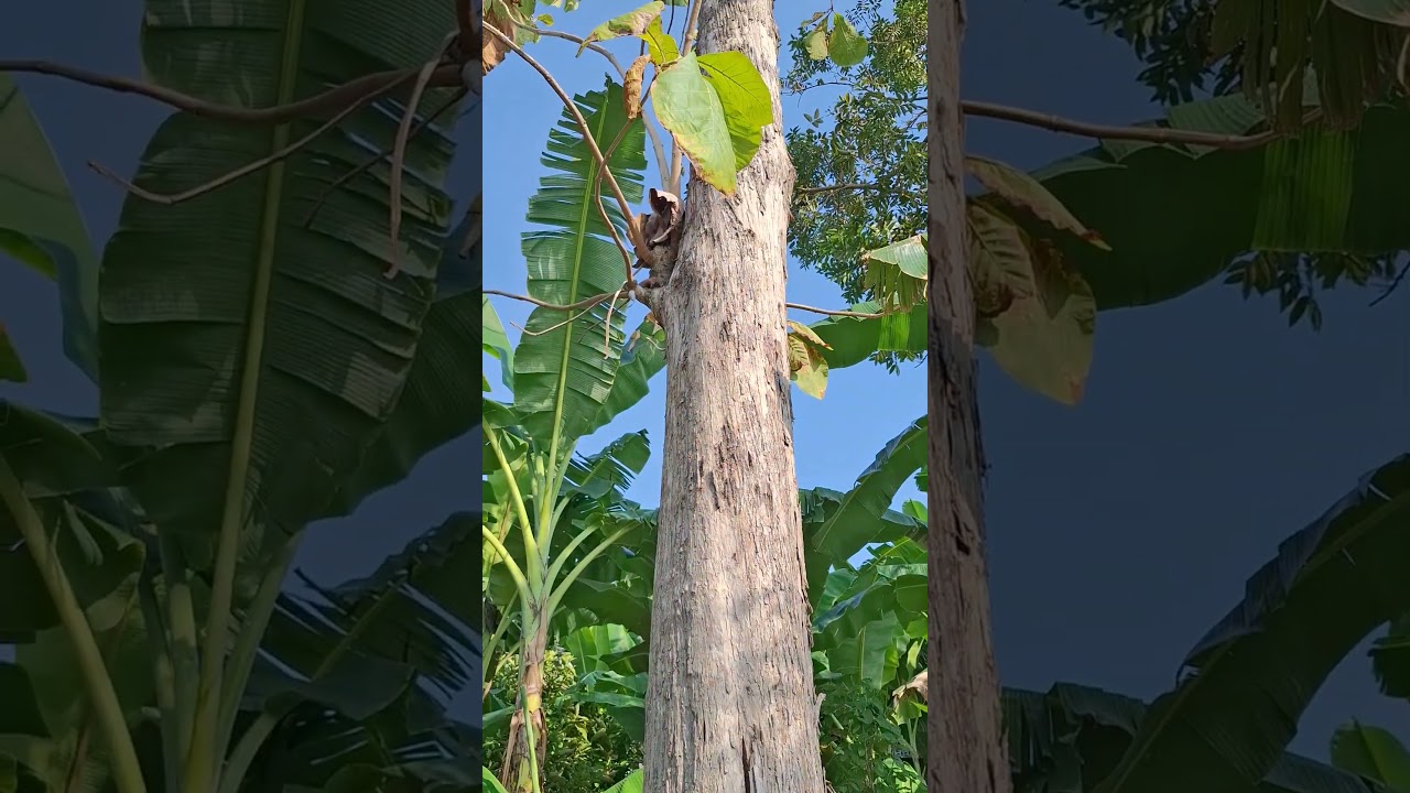 A close look at a teak tree that is more than 10 years old and remains sturdy in this dry season