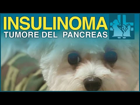 Insulinoma, neuroendrocrine tumor of the pancreas, in dogs and cats