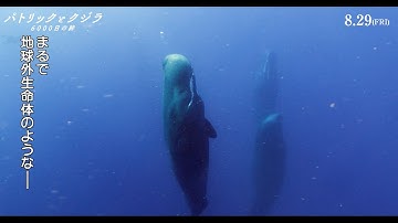 マッコウクジラが海面に対して直立したまま眠る”立ち寝”姿を収めた本編映像解禁　映画『パトリックとクジラ 6000日の絆』