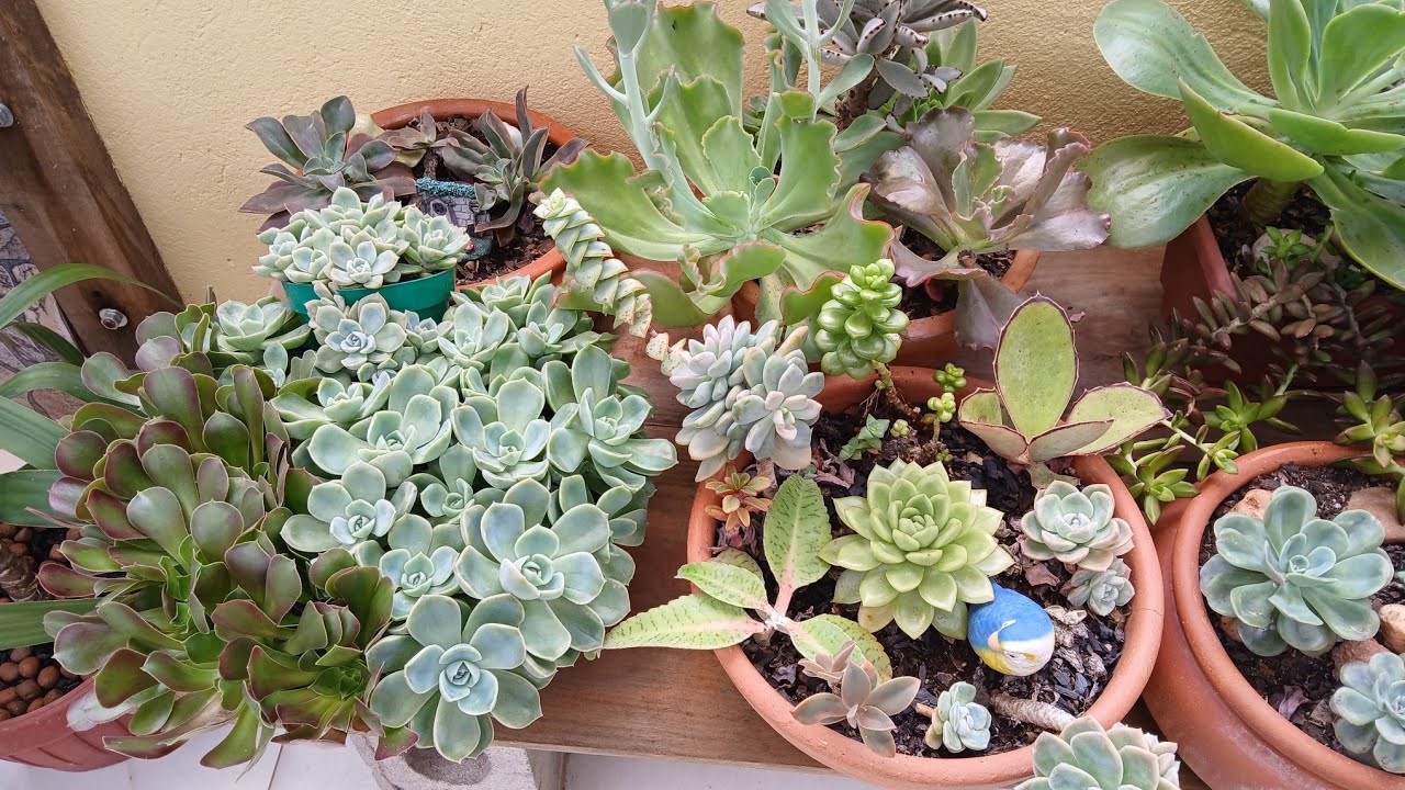AS MAIS LINDAS  SUCULENTAS  NO MOMENTO 