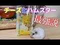 【ハムスター】マルカンのチーズのおやつあげたら爆食いしたｗｗｗ ダイエットは明日からです！？