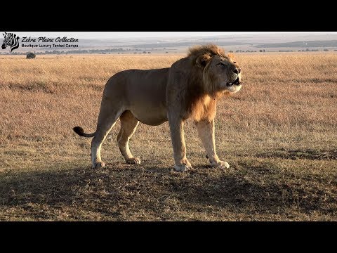 Zebra Plains Mara Camp | Ultimate Safari Destination | Zebra Plains