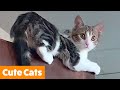 Silliest Cute Cats | Funny Pet Videos