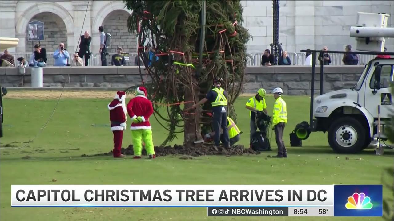Capitol Christmas Tree arrives in Washington D.C. NBC4 Washington