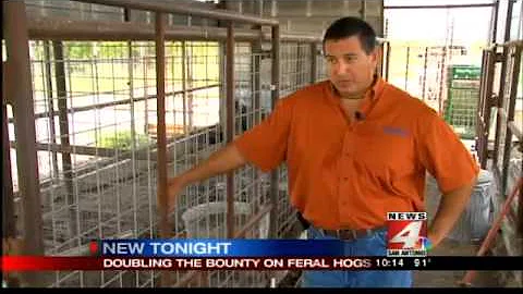 Bounty on feral hogs doubled