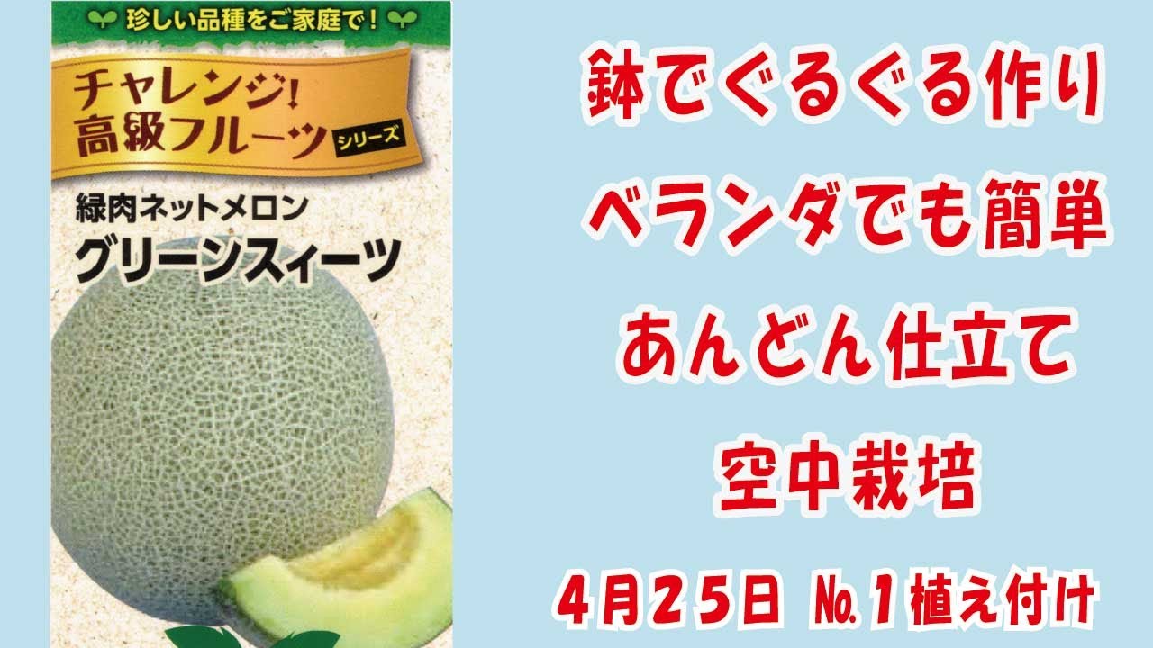 Premium Netted Melon #Melon 🍈【Green Sweets】No.1 Planting/Easy
