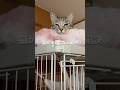 猫が幸せになる秘訣3選 #猫 #ねこ #保護猫 #ねこのいる生活 #猫のいる暮らし #猫好きさんと繋がりたい #ねこ動画 #猫動画 #雑学 #豆知識 VOICEVOX:ずんだもん
