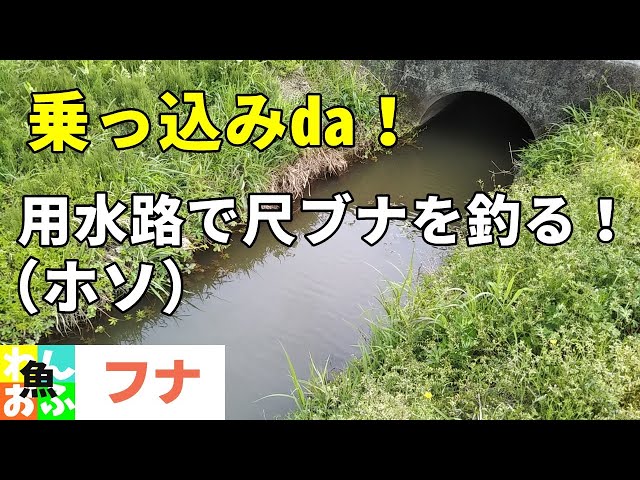 乗っ込みのデカいマブナを狙え 21春 フナ釣り Japanese Crucian Carp Fishing Spring 21 Litetube