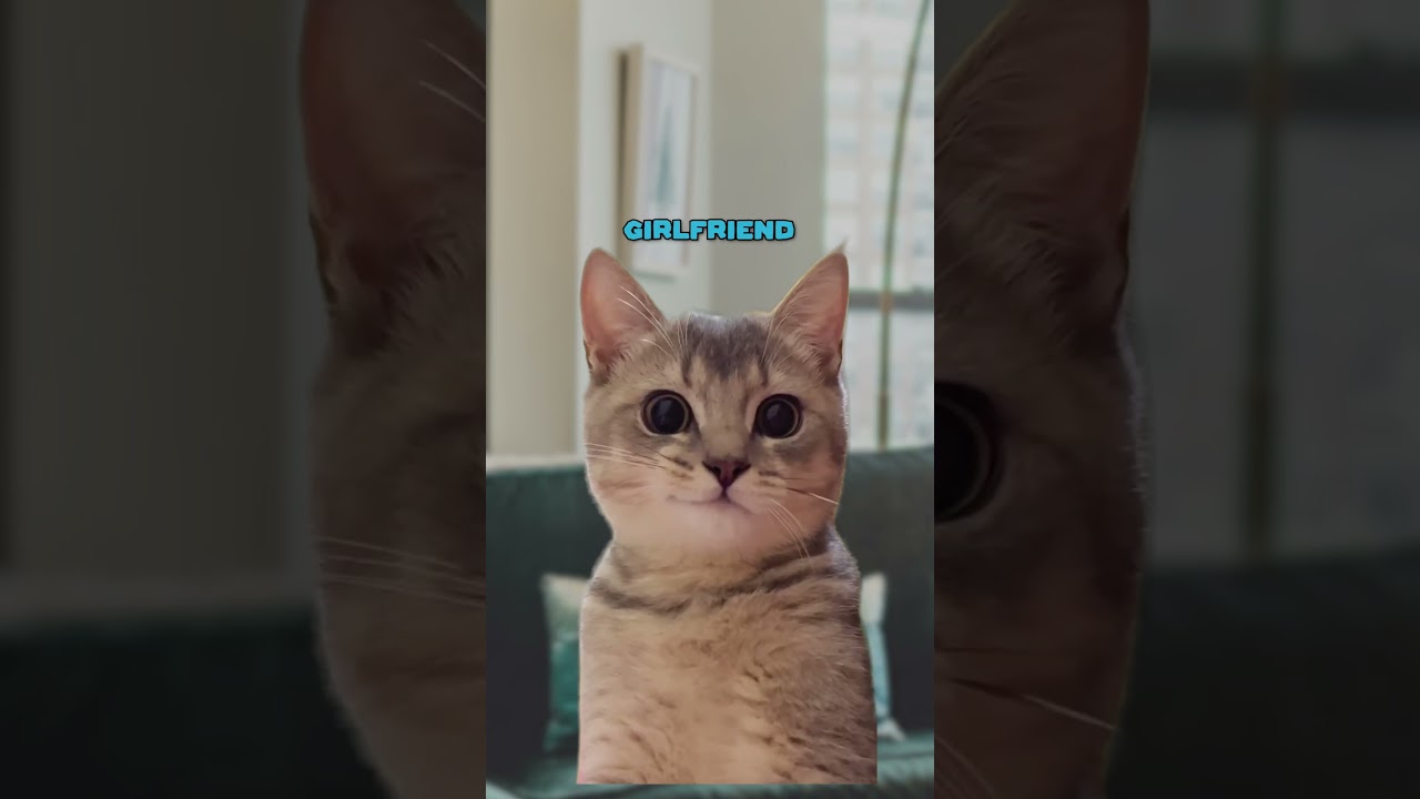 Мой статус отношений 🥰 (Кошачьи мемы 🐈) @understudiohub 