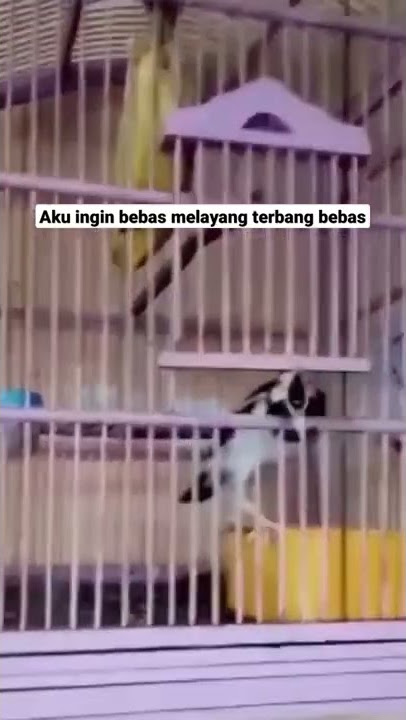 Hidup terkekang