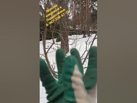 яблоня крупномер исправляю крону. до обрезки - YouTube