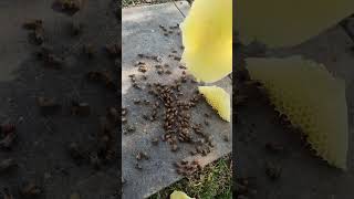 Remove the beeswax that they have made themselves .