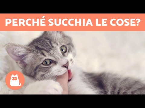 Video: Il Tuo Gatto Succhia Da Adulto?