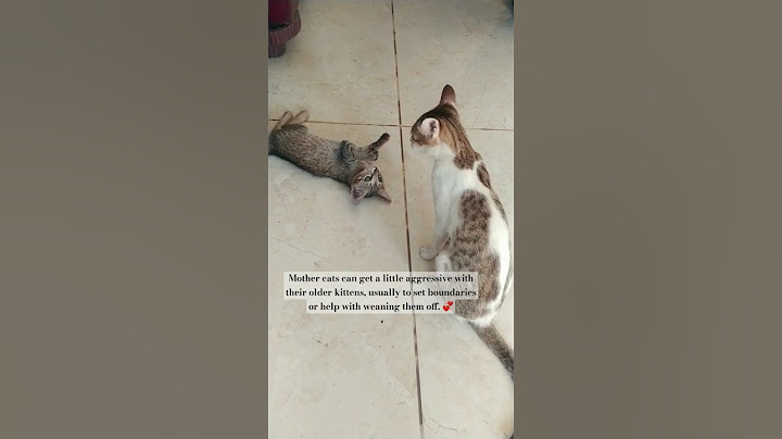 Way to Weaning of kittens 😅 #cats #kitten #love #mother