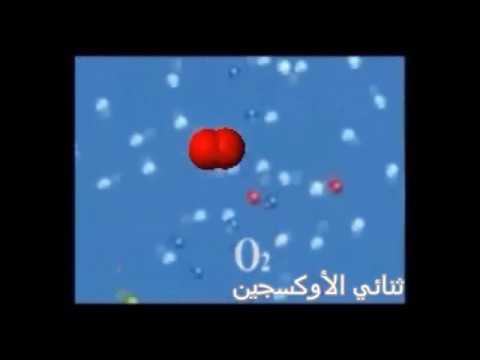 فيديو: ما هي المواد الموجودة في الهواء