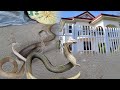 ISANG MANSION NG TAGA GEORGIA USA, PINUGAD NG MARAMING COBRA SA SAN ANTONIO, NUEVA ECIJA