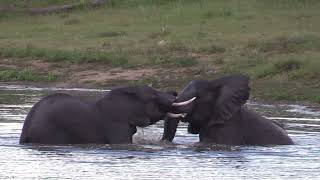Elephants Love Water