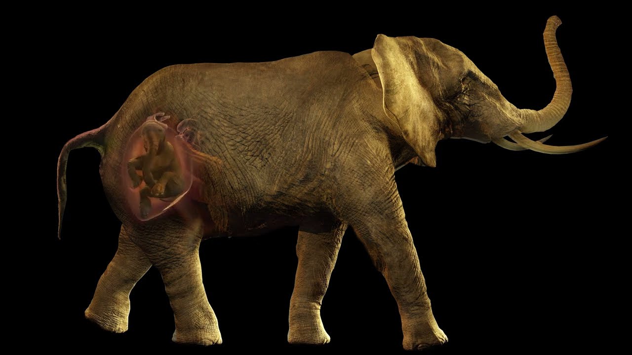 African Elephants Anatomy - American Museum of Natural History - New York - 2024