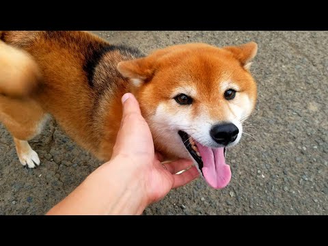 【柴犬感動】散歩中ばったり飼い主と出会った時のリアクション