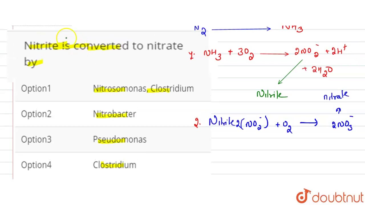 Nitrite is converted to nitrate by
