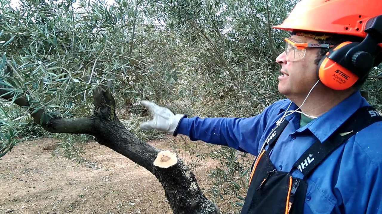 PODA OLIVO JAÉN ALCAUDETE, VIDEO 3