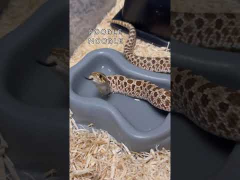 Video: 250 + labākie smieklīgi, īsi un unikāli mājdzīvnieku čūskas vārdi