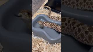 Snake names