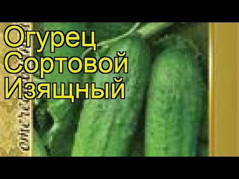 Огурец сортовой Изящный. Краткий обзор, описание характеристик, где купить семена