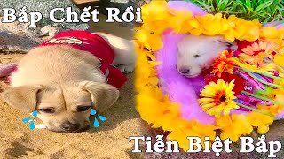 Thú Cưng TV | Dương KC Pets | Bông Bé Bỏng Ham Ăn #34 | bắp mất rồi | funny cute smart dog pets