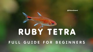 RUBY TETRA CARE GUIDE | HOW TO CARE FOR RUBY TETRA