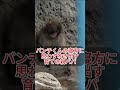 「ボク、どんな格好で寝てるの…？❓」7月11日遊び疲れて🐾変なポーズで寝落ちしたパンチくん。🐒パパを爆笑させた衝撃の寝相！🤣 #パンチくん#shorts