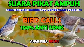 Suara Pikat Burcil Ribut Paling Ampuh Untuk Mikat Prenjak Liar